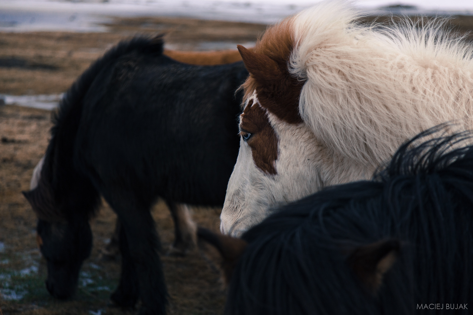 Horses on Snaefellsnes peninsula, Iceland